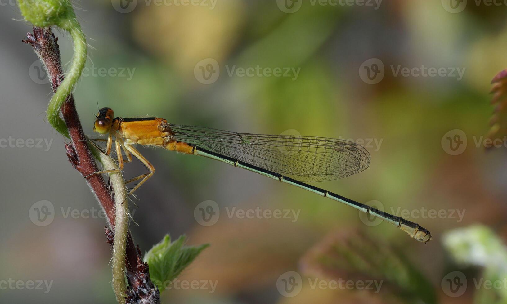 mycket detaljerad makro Foto av en trollslända. makro skott, som visar detaljer av de trollslända ögon och vingar. skön trollslända i naturlig livsmiljö