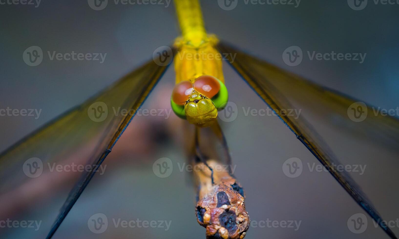 mycket detaljerad makro Foto av en trollslända. makro skott, som visar detaljer av de trollslända ögon och vingar. skön trollslända i naturlig livsmiljö
