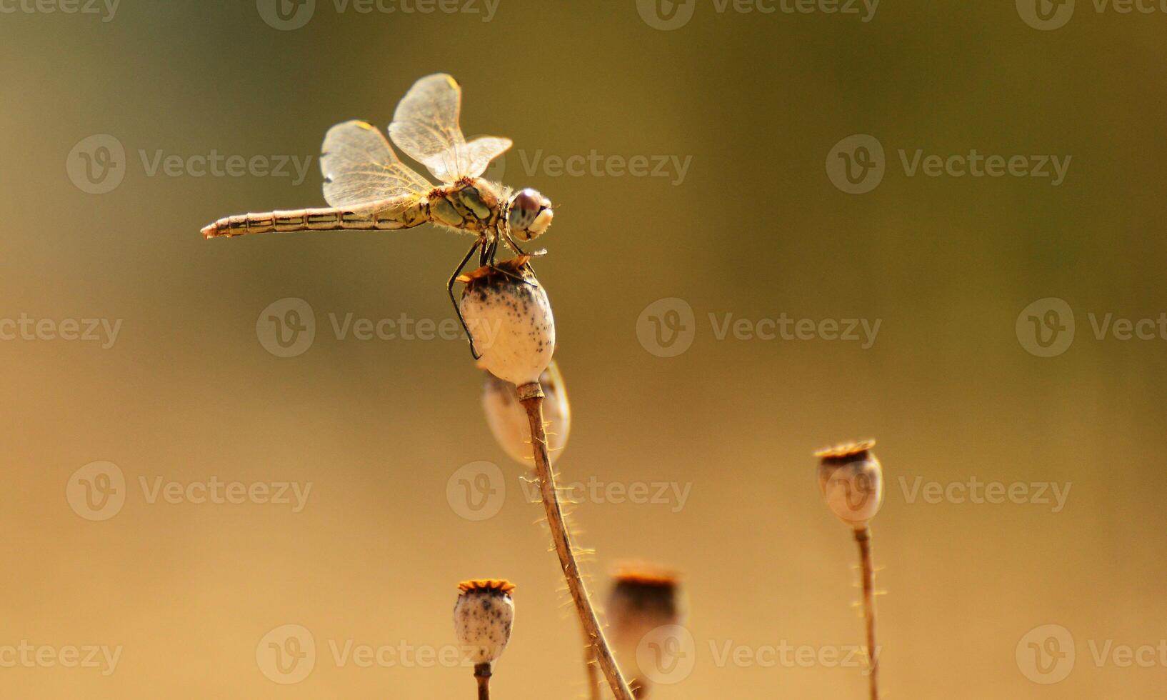 mycket detaljerad makro Foto av en trollslända. makro skott, som visar detaljer av de trollslända ögon och vingar. skön trollslända i naturlig livsmiljö