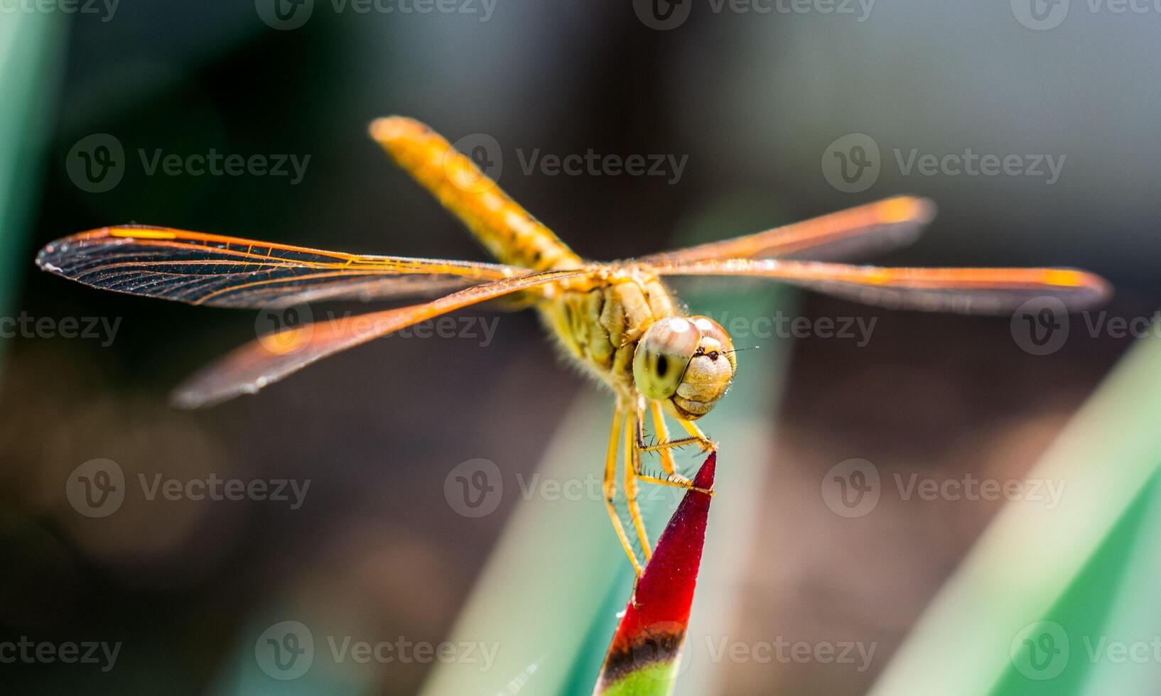 mycket detaljerad makro Foto av en trollslända. makro skott, som visar detaljer av de trollslända ögon och vingar. skön trollslända i naturlig livsmiljö