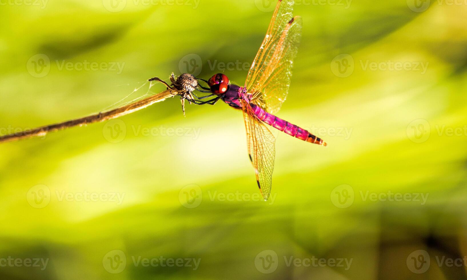 mycket detaljerad makro Foto av en trollslända. makro skott, som visar detaljer av de trollslända ögon och vingar. skön trollslända i naturlig livsmiljö