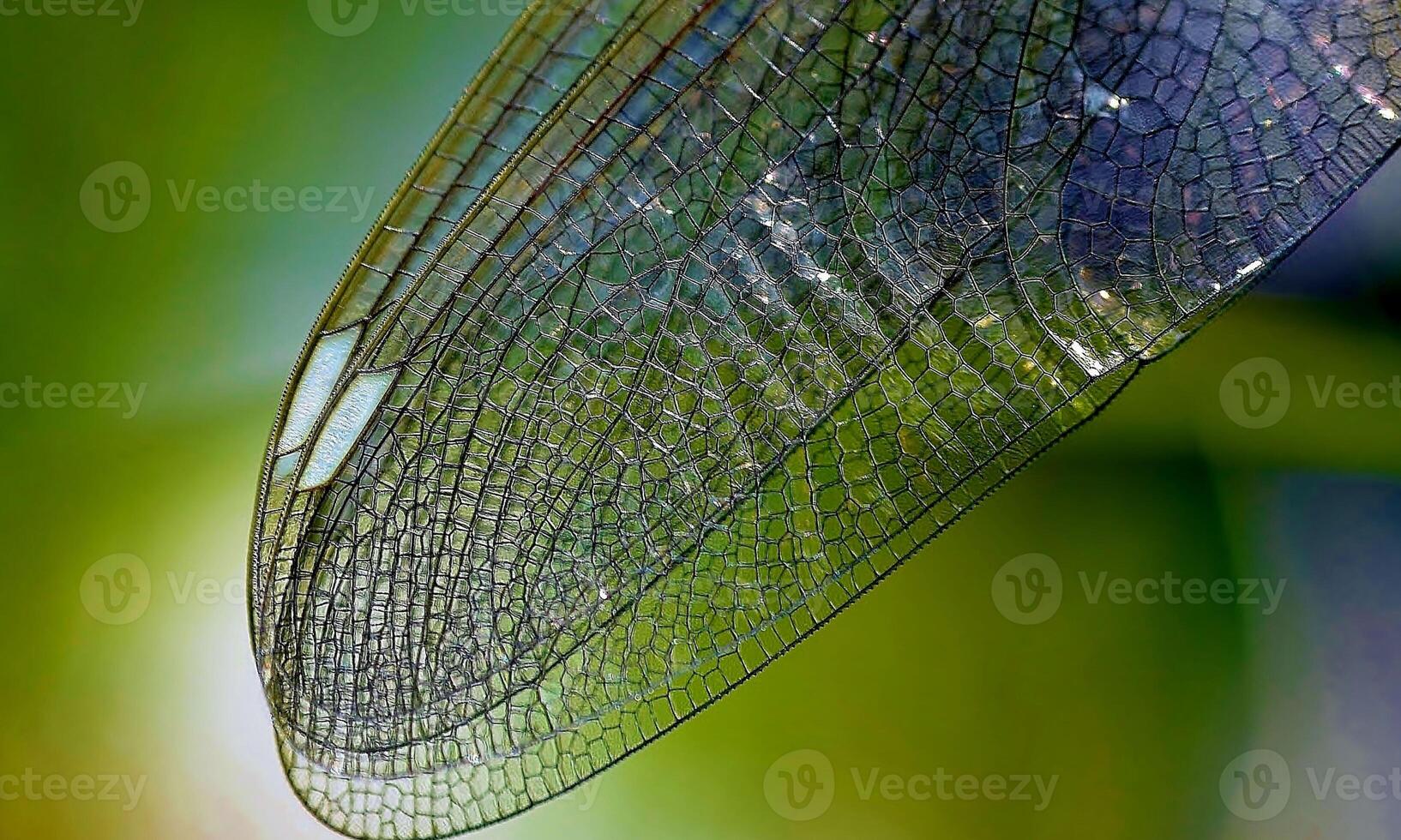 mycket detaljerad makro Foto av en trollslända. makro skott, som visar detaljer av de trollslända ögon och vingar. skön trollslända i naturlig livsmiljö