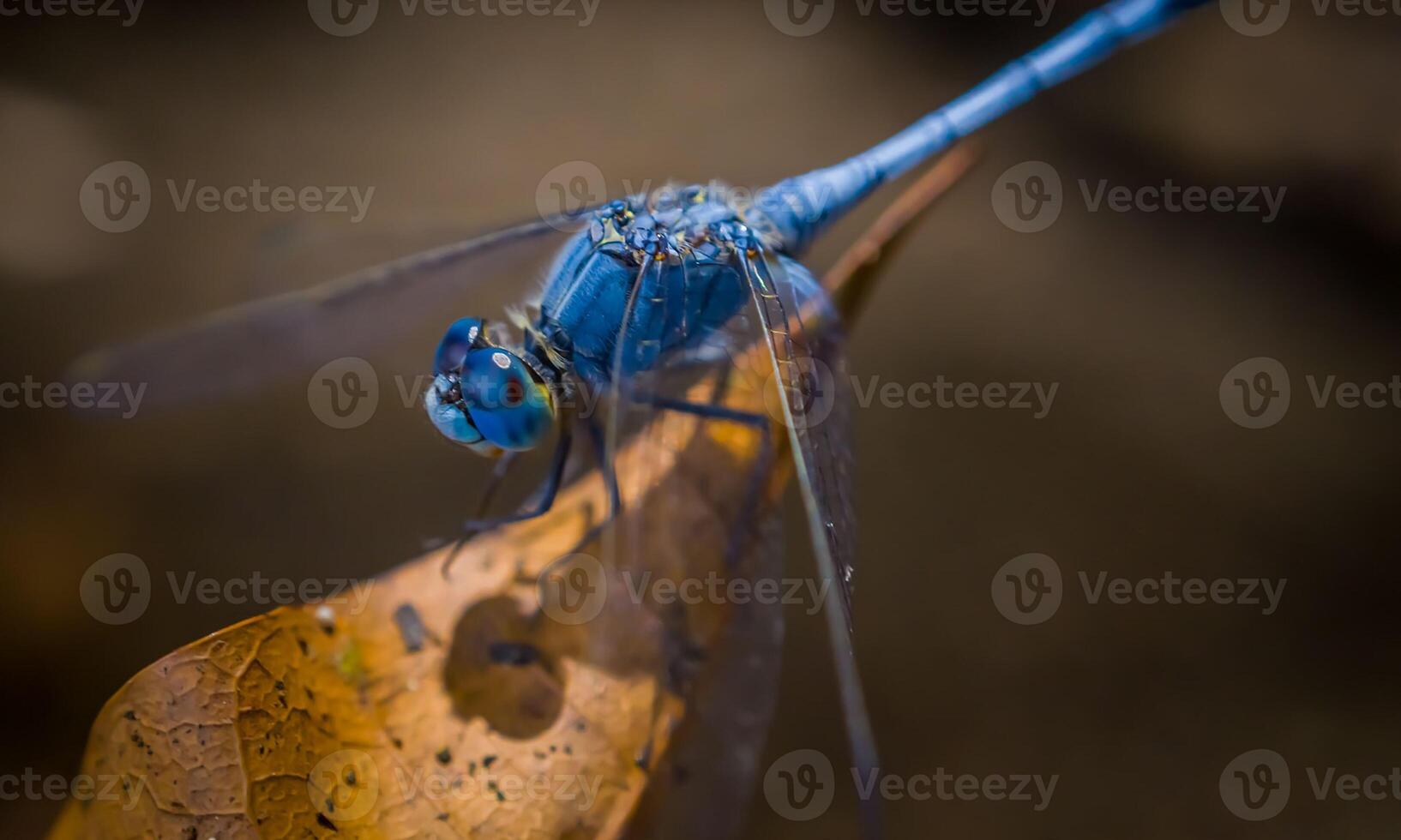 mycket detaljerad makro Foto av en trollslända. makro skott, som visar detaljer av de trollslända ögon och vingar. skön trollslända i naturlig livsmiljö