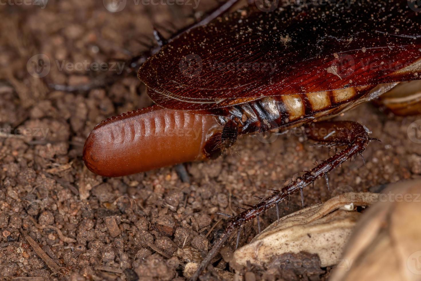 australisk kackerlacka lägger ägg foto