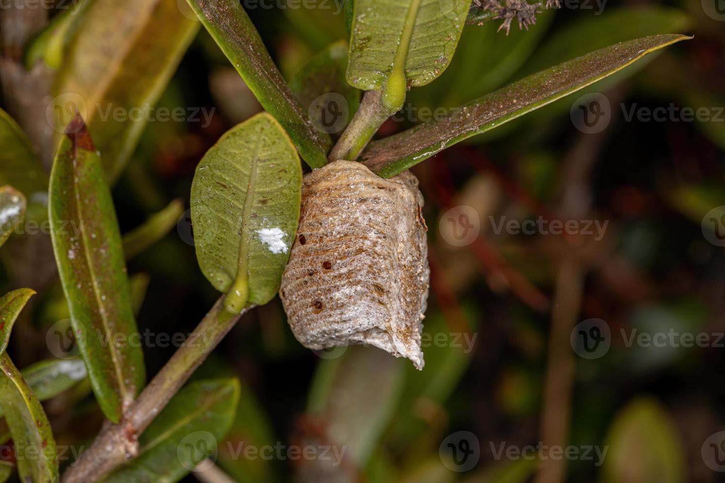 mantid ägg fall foto