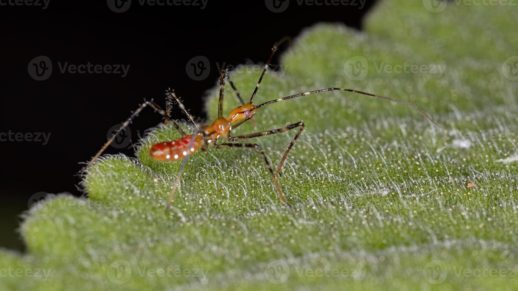 assassin bug nymf foto