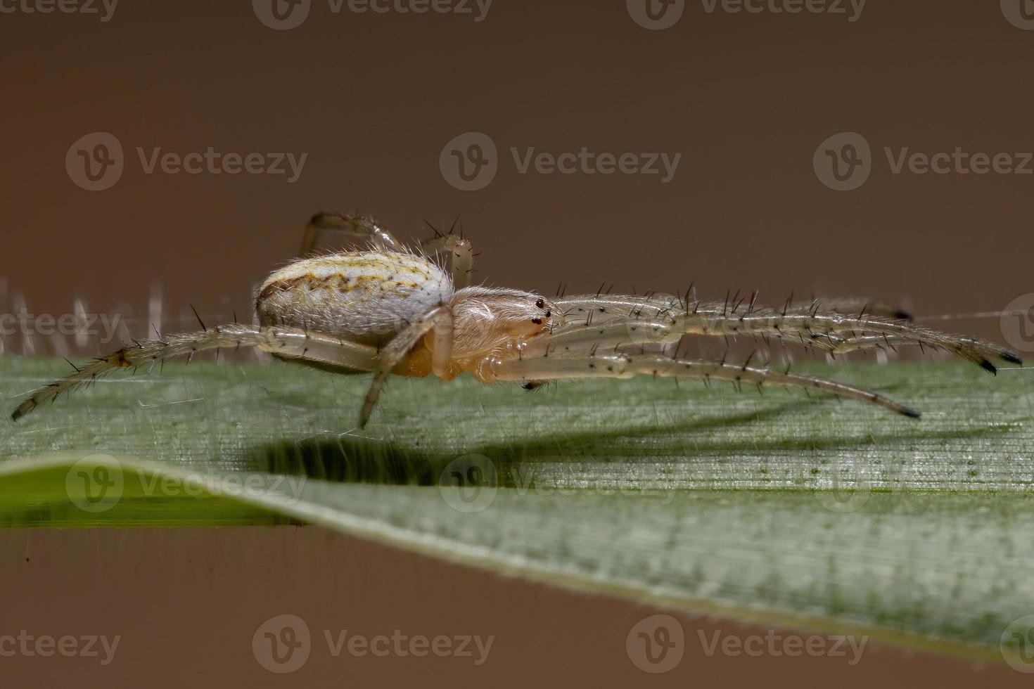 gräs neoscona spindel foto