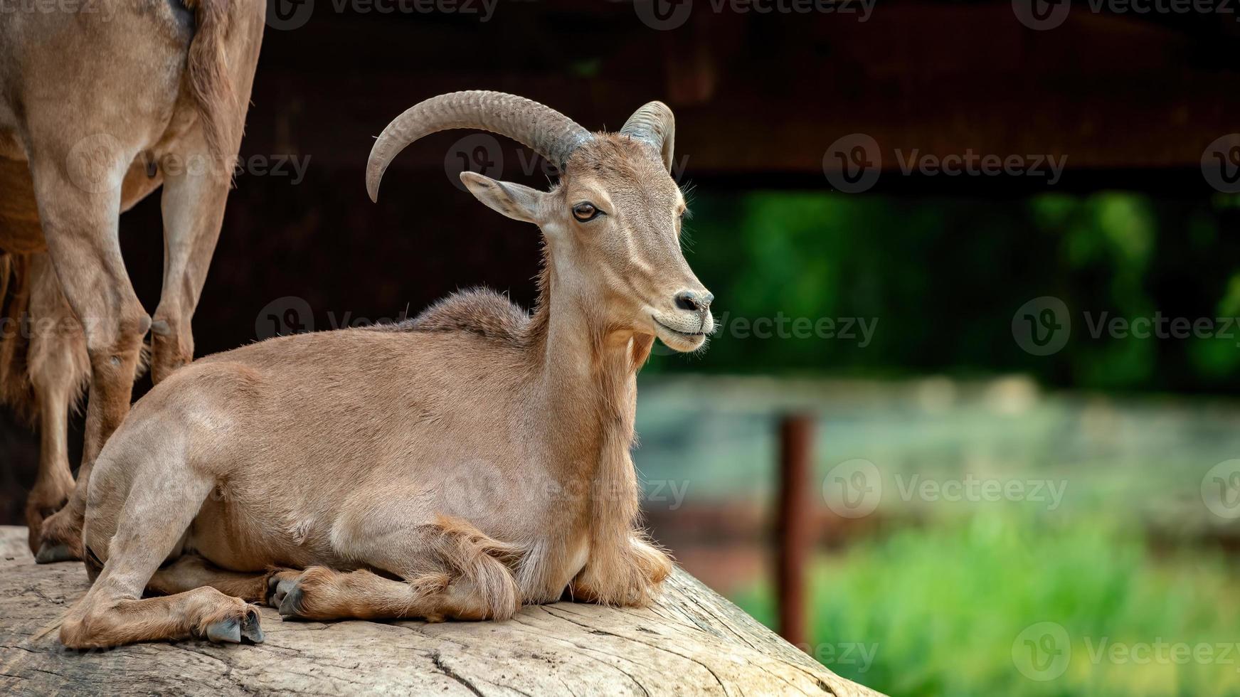 aoudad vill djur foto