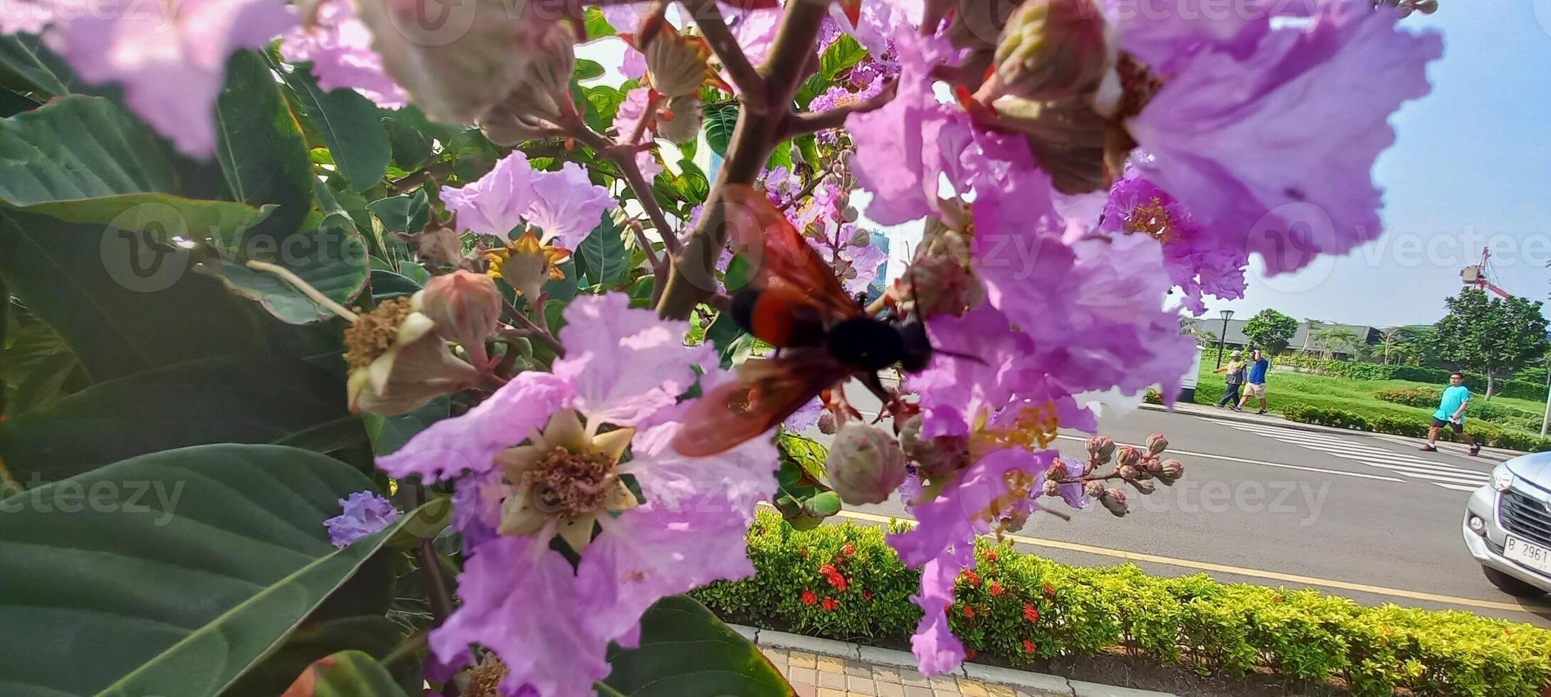 lila blommor på de sida väg foto