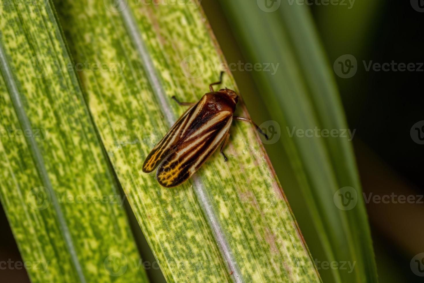 vuxen froghopper insekt foto