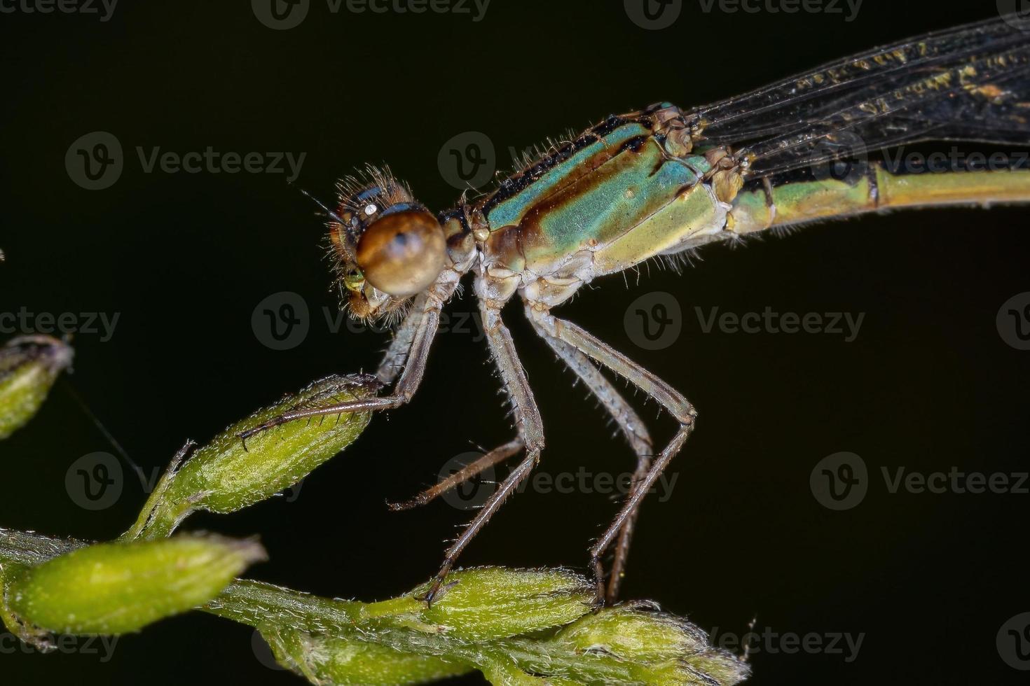 vuxen smalvingad damselfly foto