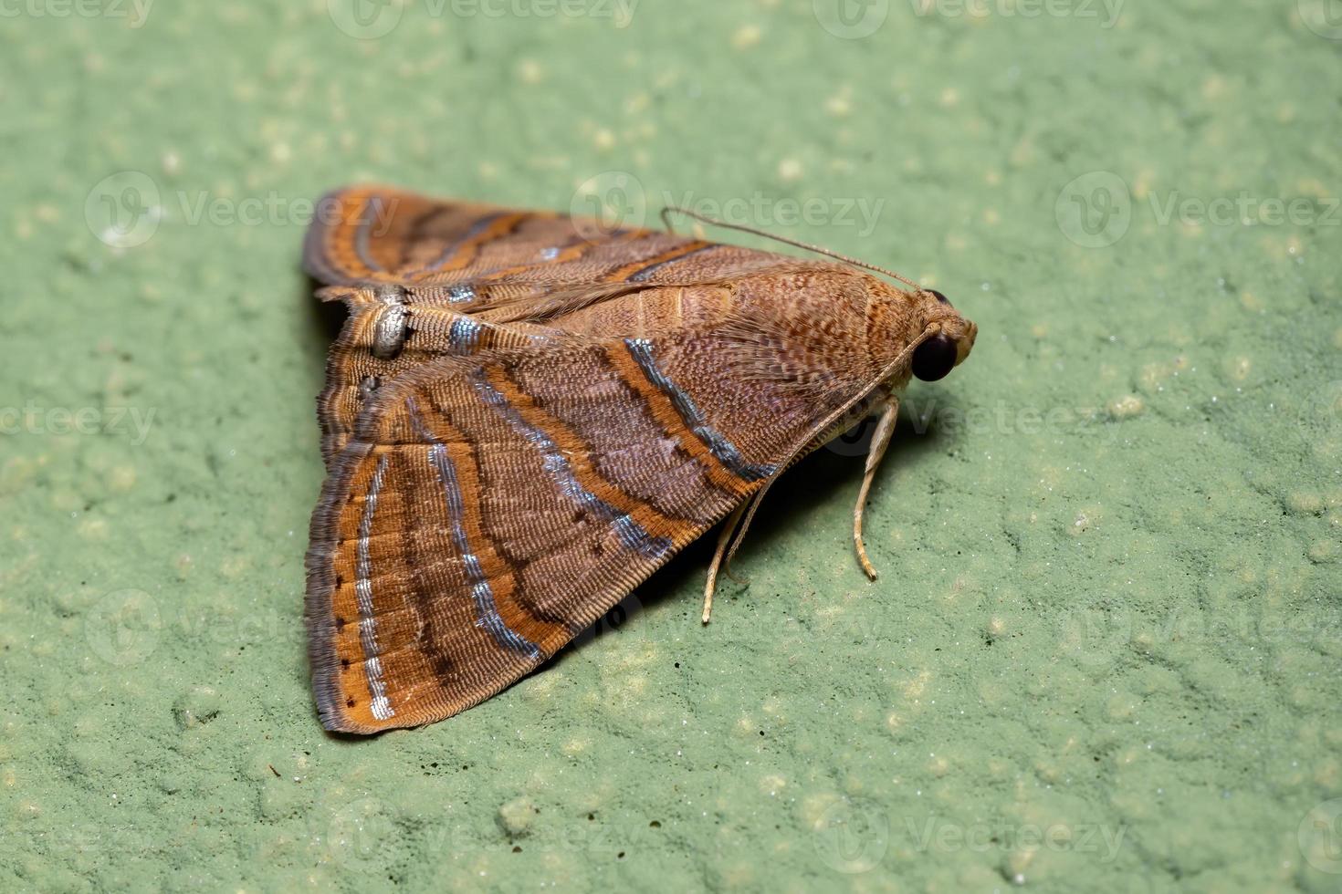 brasiliansk underwing mal foto