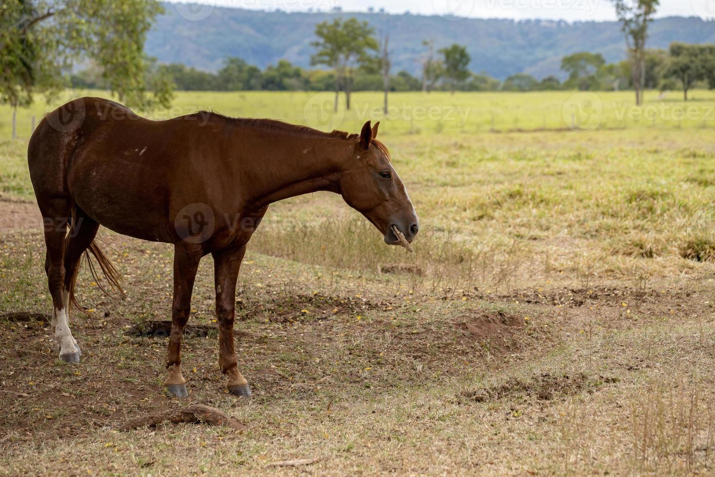 häst i en brasiliansk gård foto