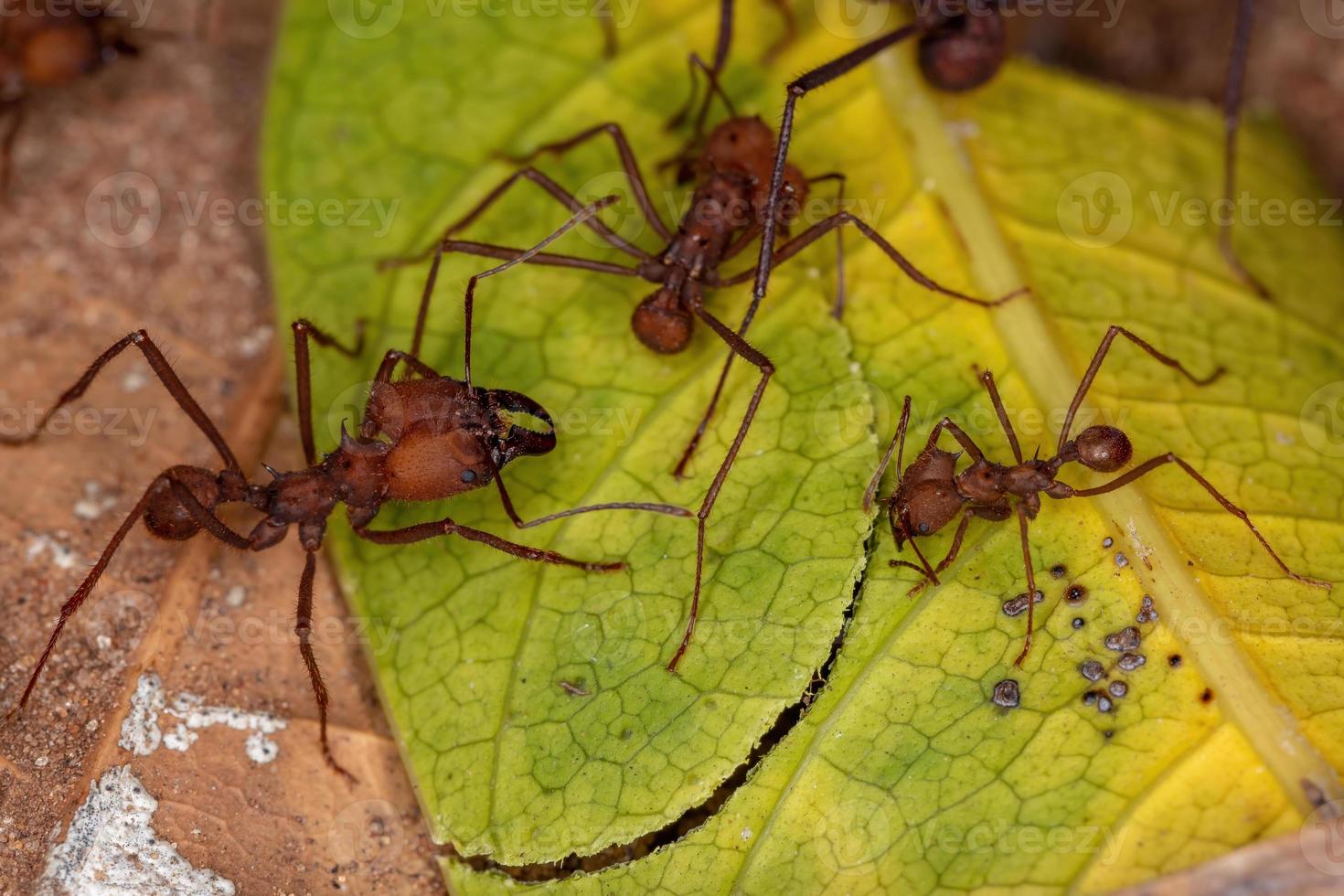 atta leaf-cutter ant foto