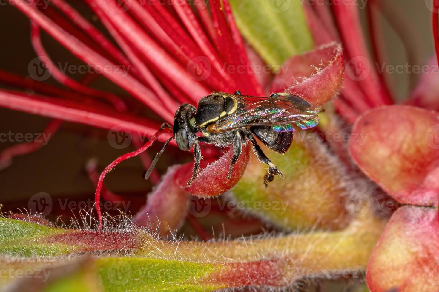 vuxen stingless bi foto