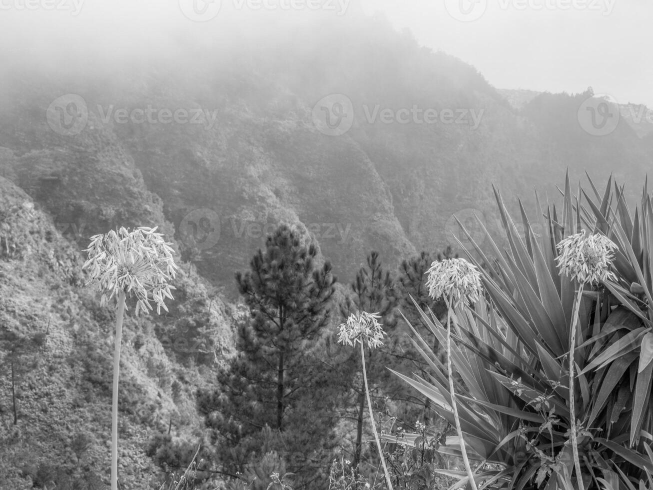 ön madeira foto