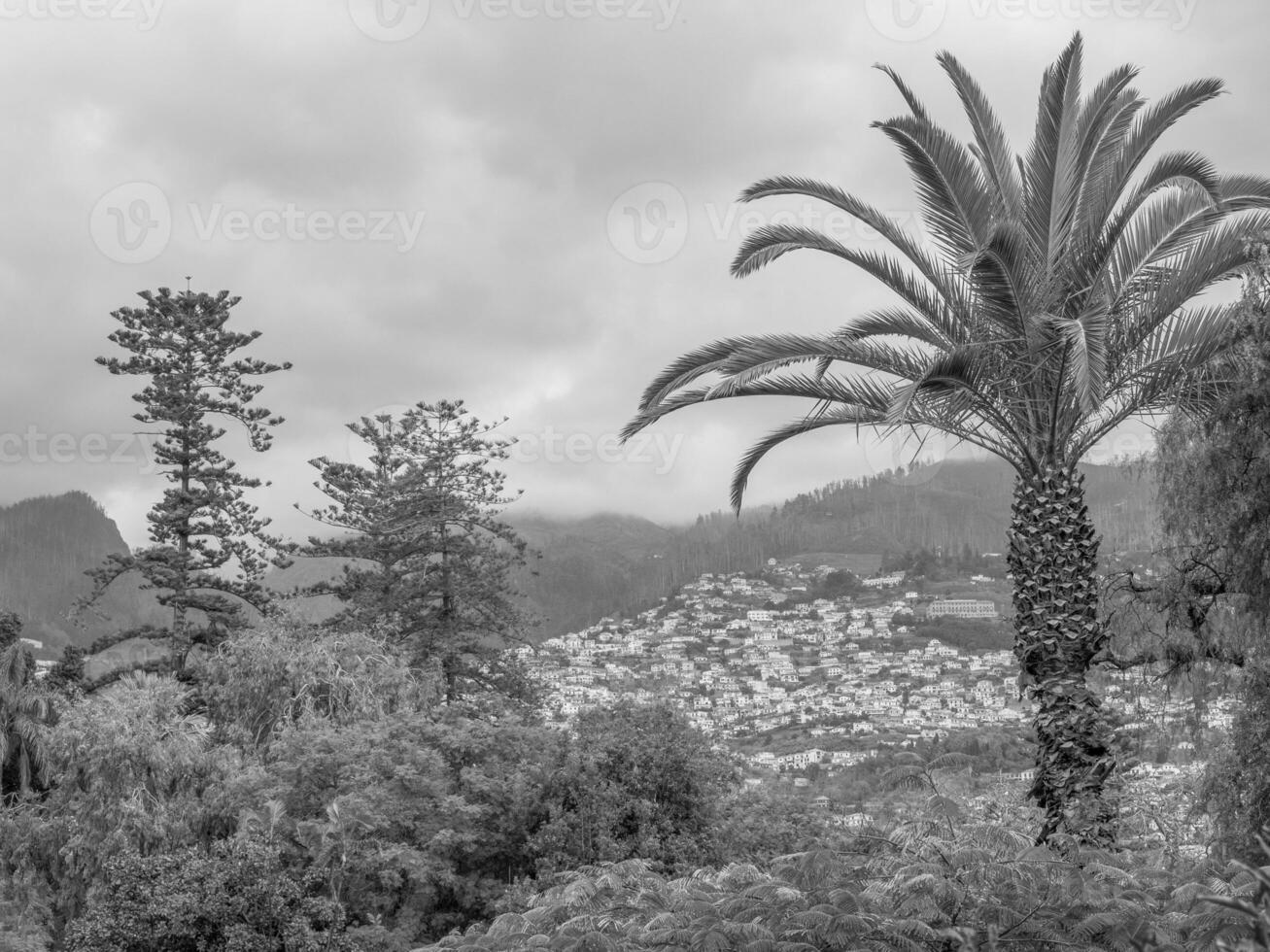 ön madeira foto