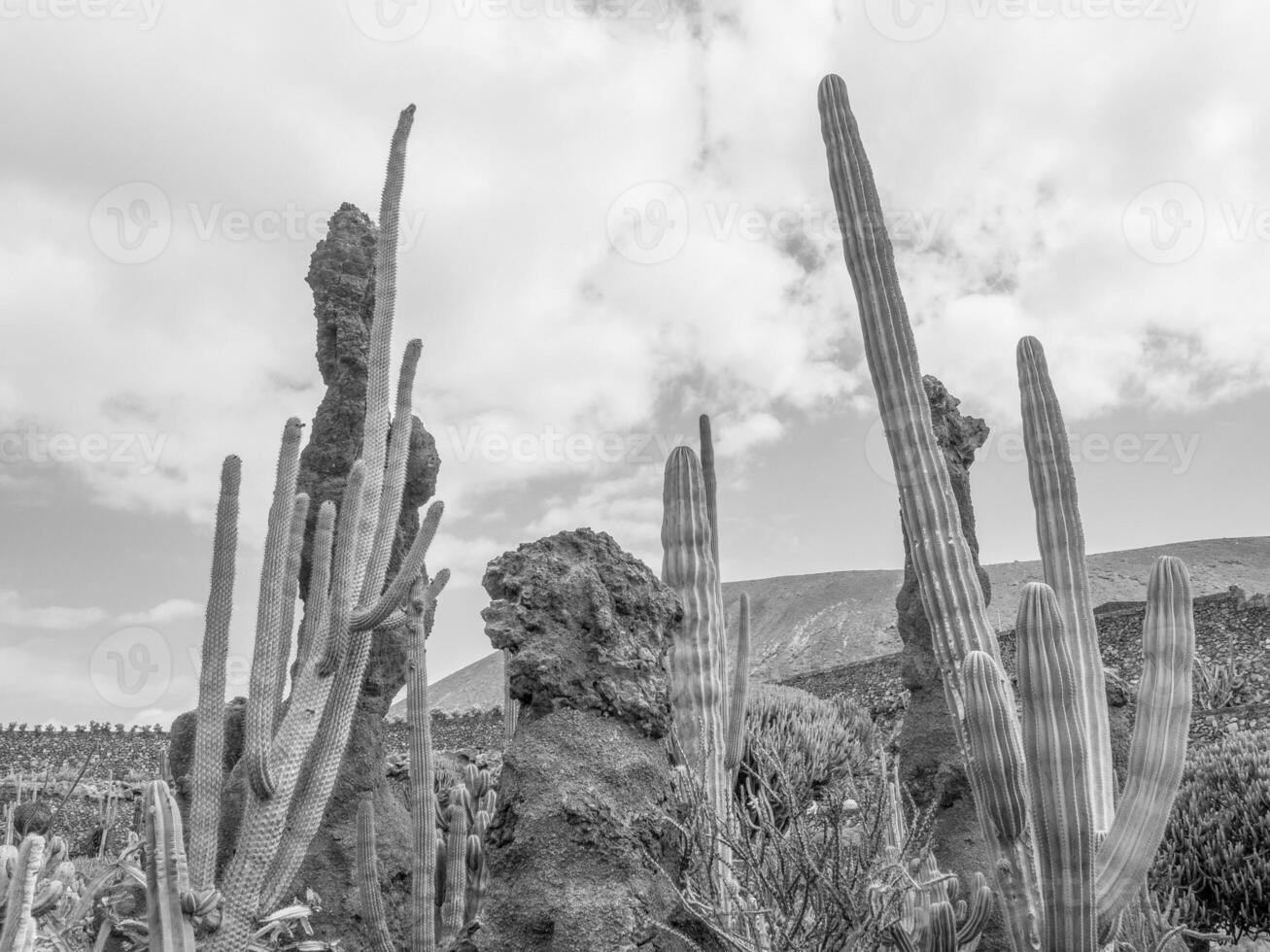 lanzarote ön i spanien foto