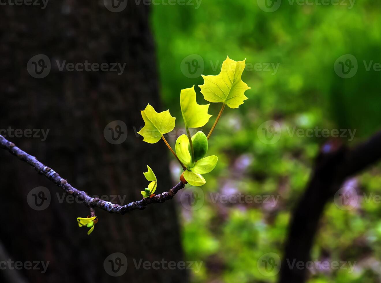 tulpan liriodendron är en skön dekorativ träd. tulpan liriodendron i tidigt vår. närbild. foto