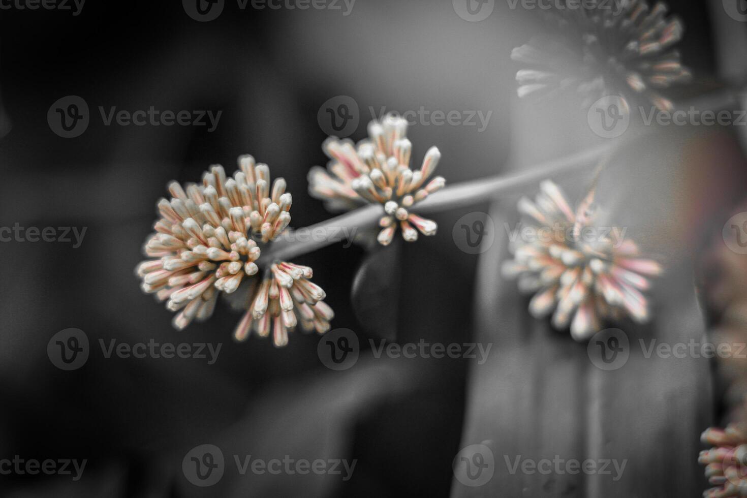 suddig bakgrund av en blomma med bokeh effekt, svart och vit foto