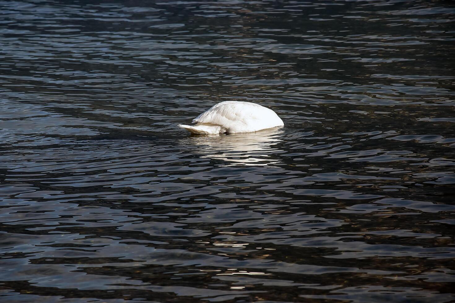 en vit stum svan simmar på de österrikiska sjö Traunsee i januari. foto