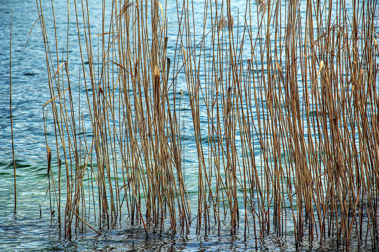 gulnat vass växter på de banker av en sjö traunsee. solig dag. vinter. foto