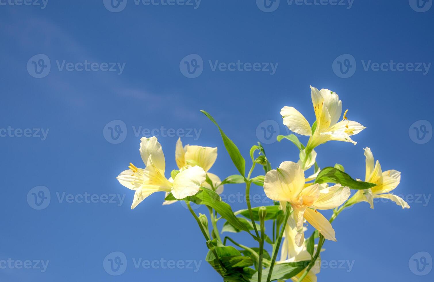 alstroemeria blommor, mot en blå himmel, copy på de rätt för din text. foto