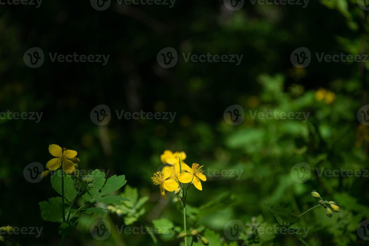 ljus gul celandine blommor isolerat på mörk grön bokeh bakgrund - chelidonium majus. foto