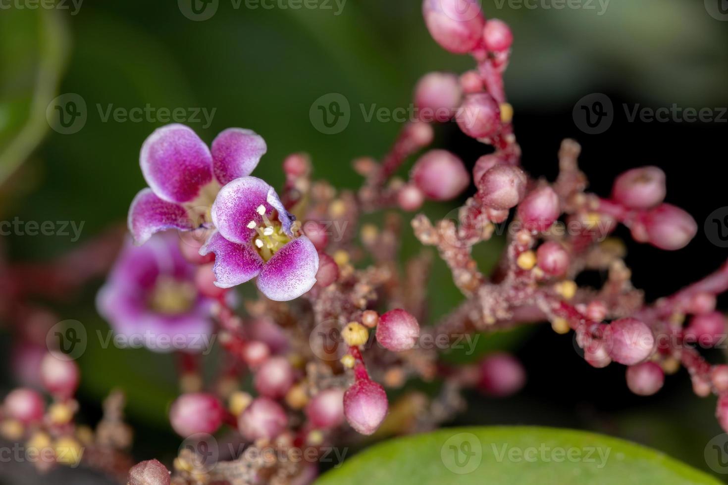 starfruit träd blomma foto