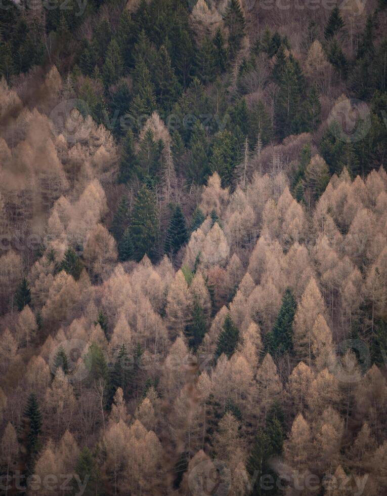 de höst skog foto