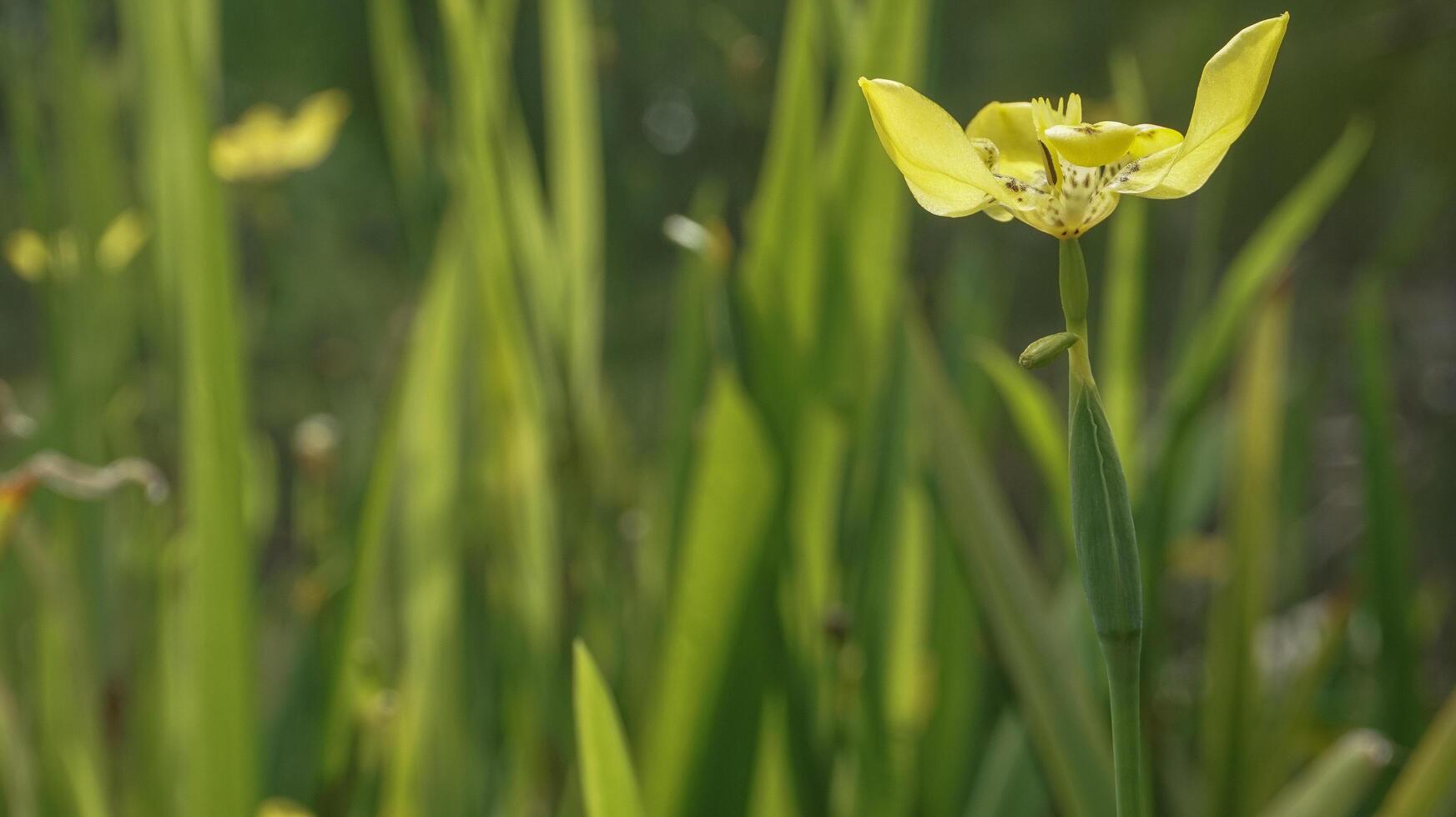 detta blomma är kallad gul iris eller gul orkide foto