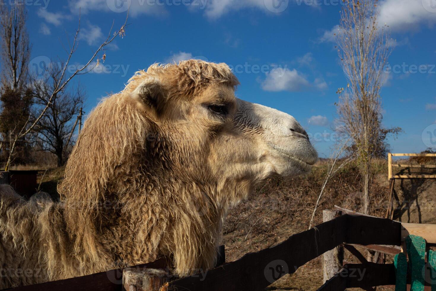 kamel ansikte närbild på en ranch i de by foto