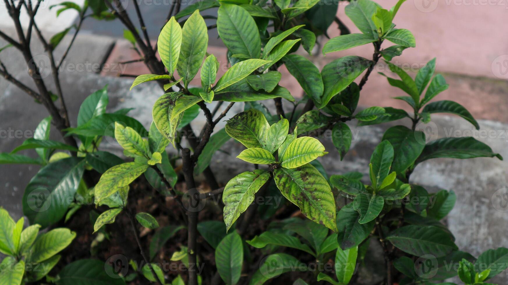 gardenia blomma gardenia jasminoider med de träd och grön löv mönster bakgrund textur. foto