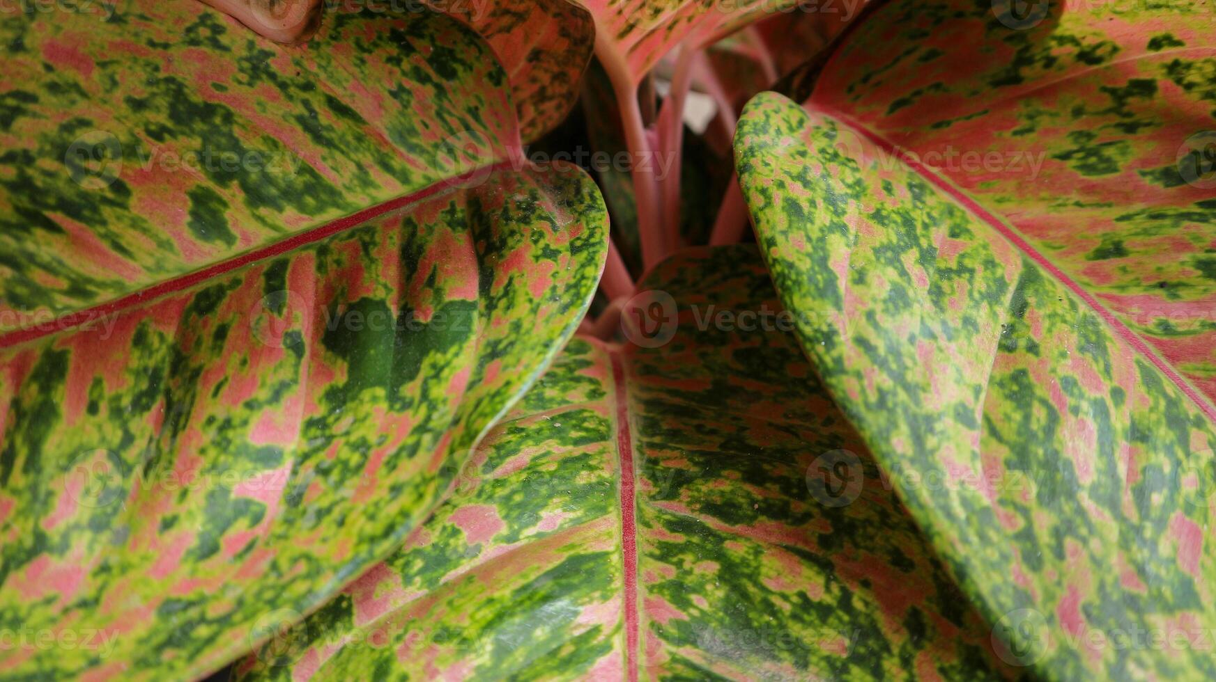bakgrund textur av aglonema löv. foto