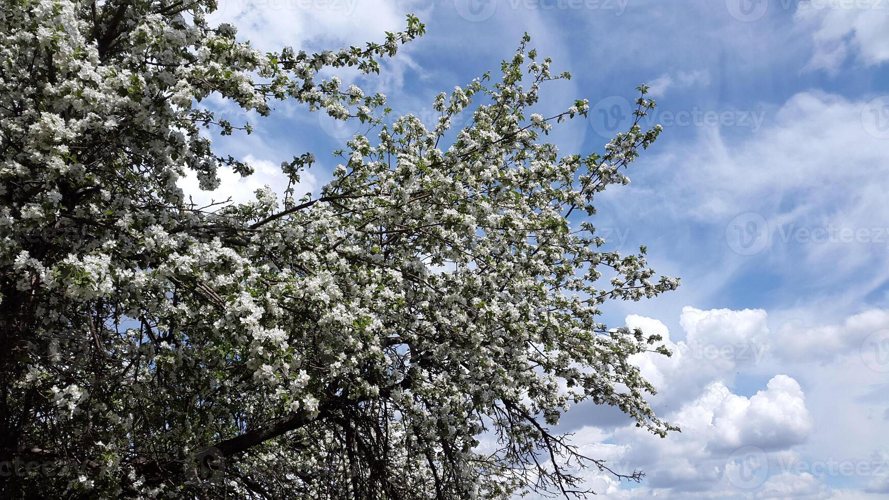 äpple träd i blomma. äpple träd blomma. blomning äpple träd grenar mot de himmel foto