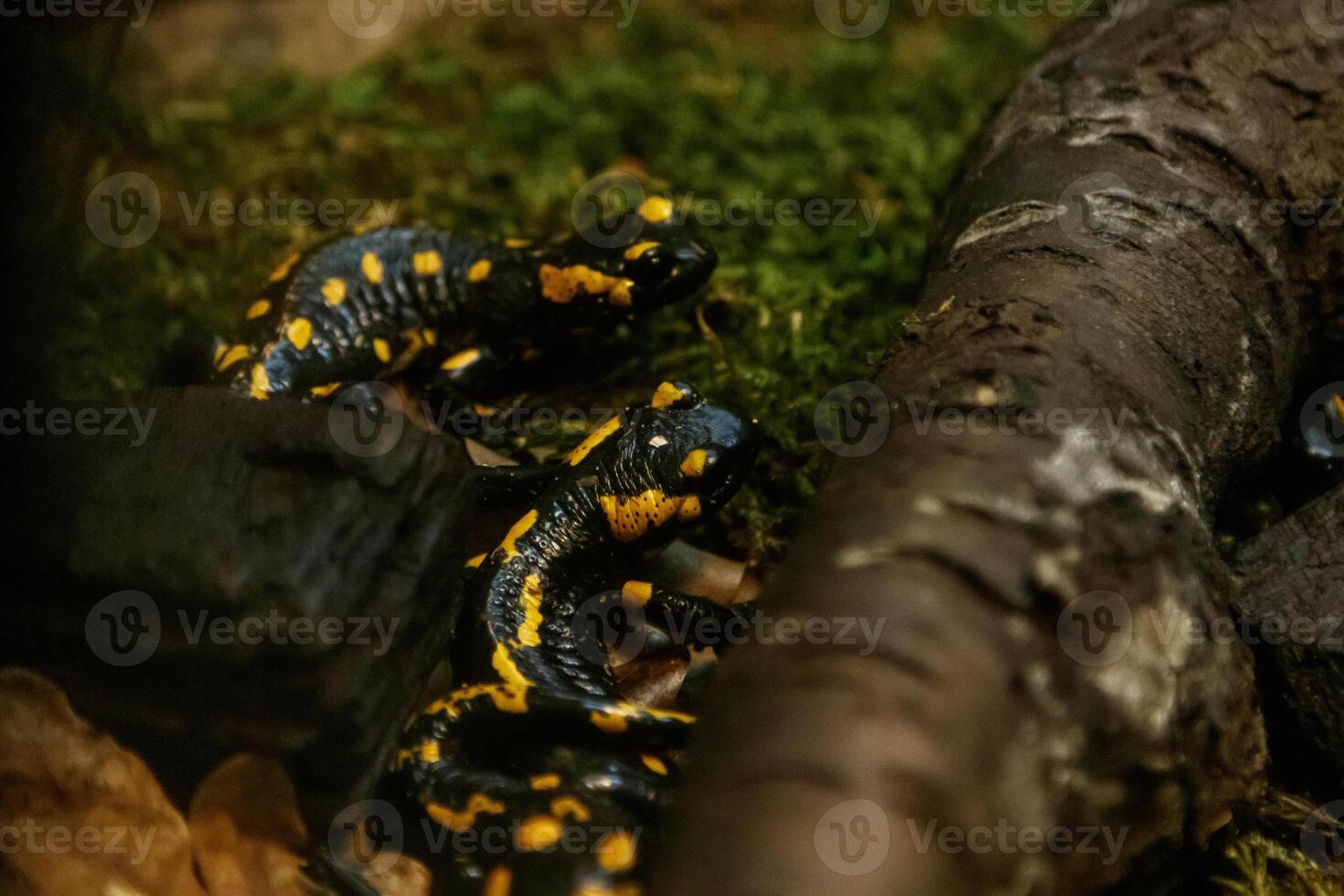 skön ödla i de gräs allmänning brand salamander foto