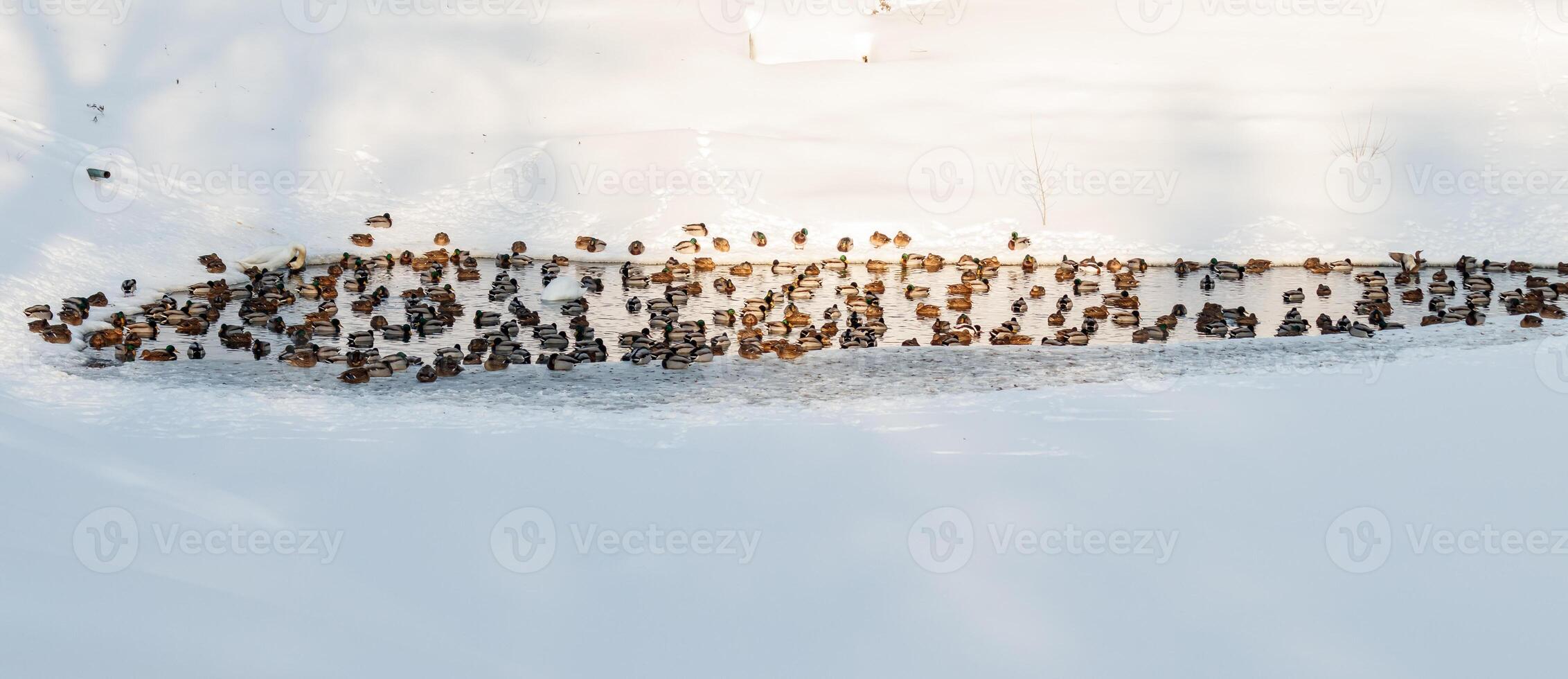 vinter- sjö med ankor förbi svanar på snö foto