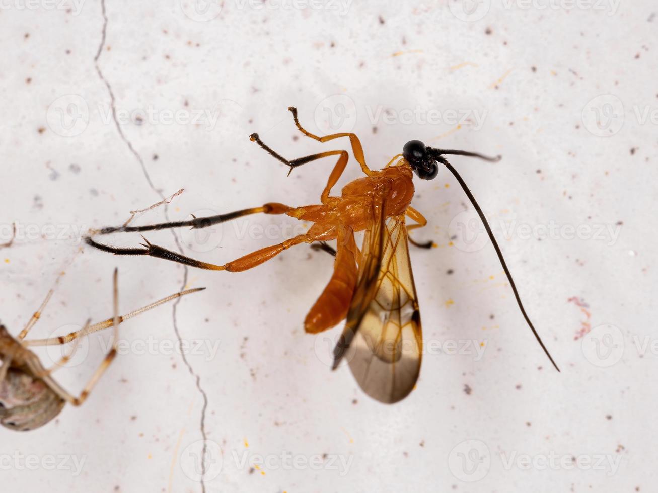 död ichneumonid geting foto