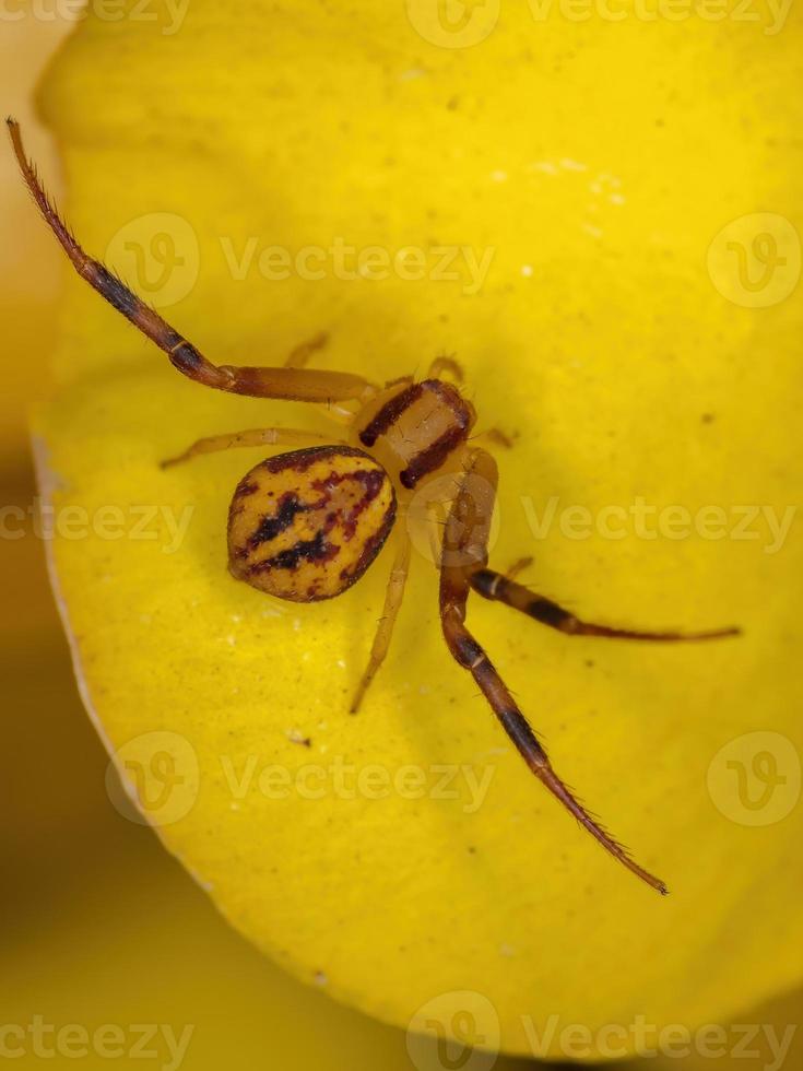 liten krabba spindel foto