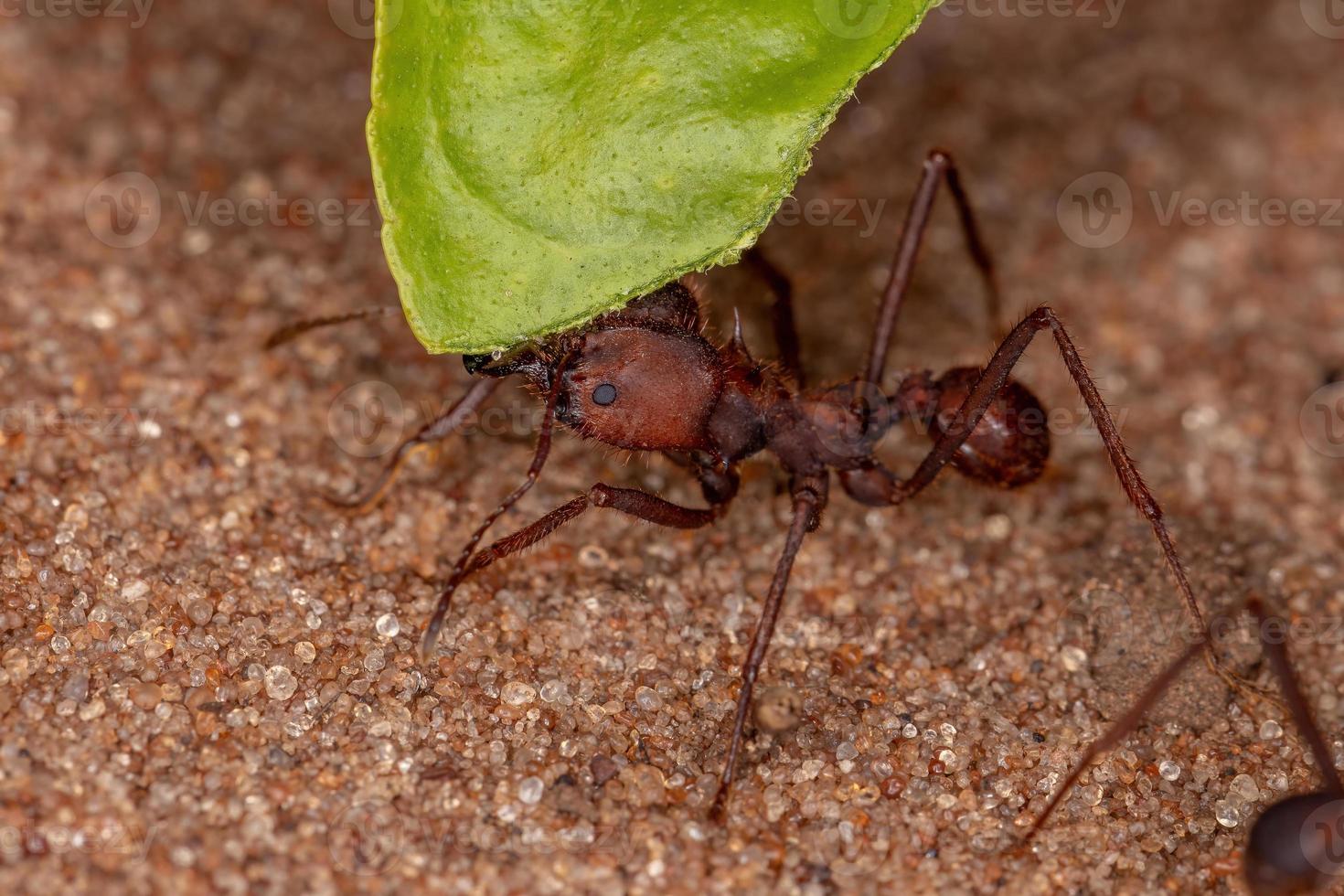 atta leaf-cutter ant foto