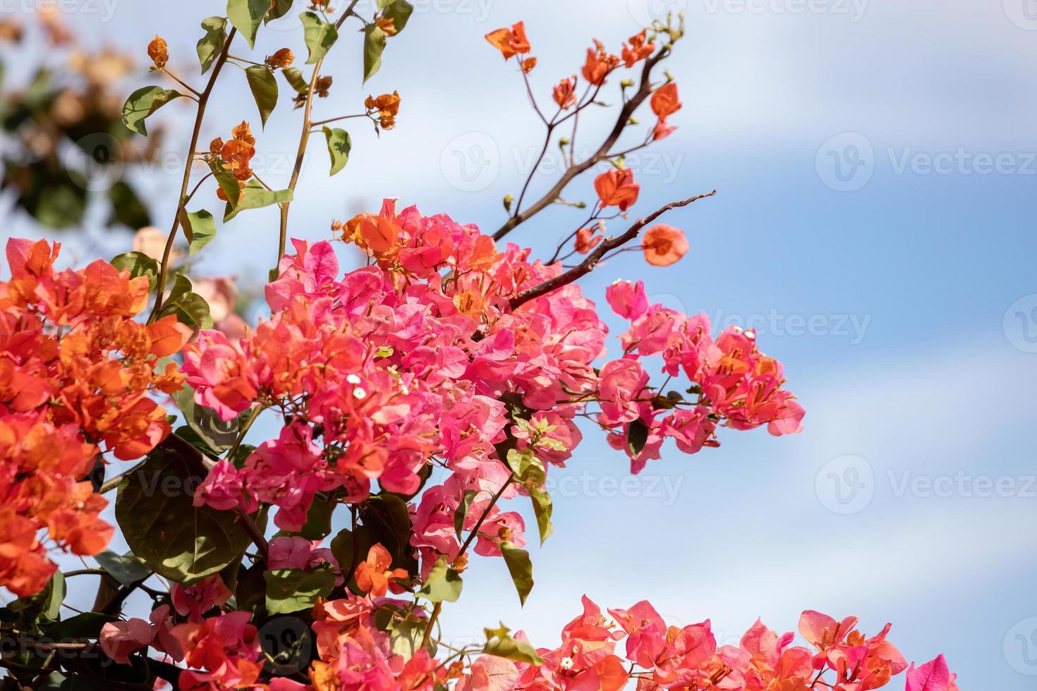 prydnadsväxter blommor foto