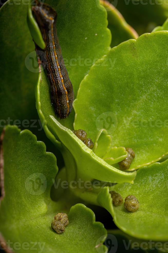 blad med larvavföring foto