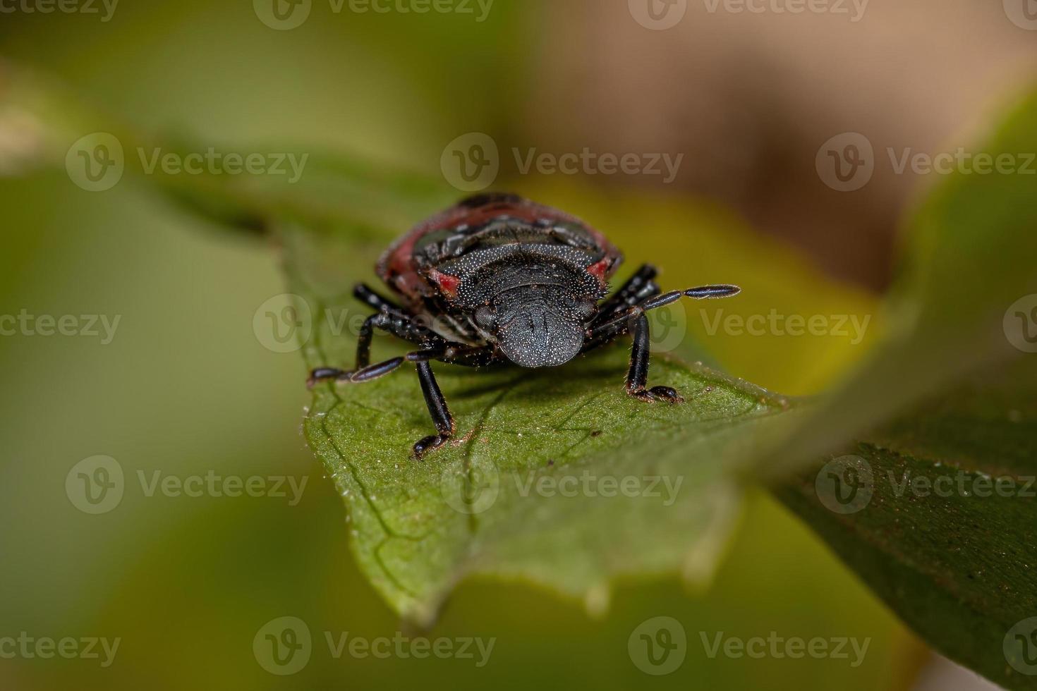 stink bug nymf foto