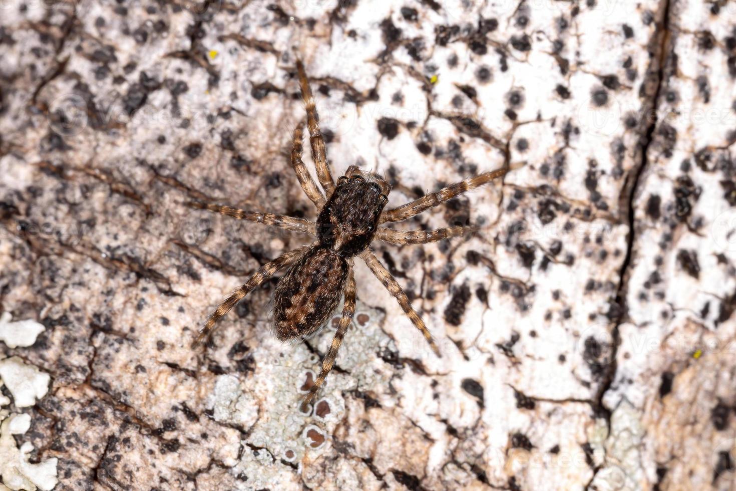 brun hoppande spindel foto