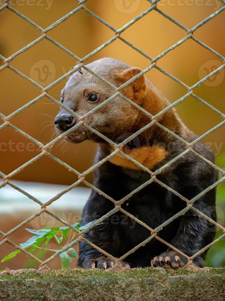 tayra vilda djur foto