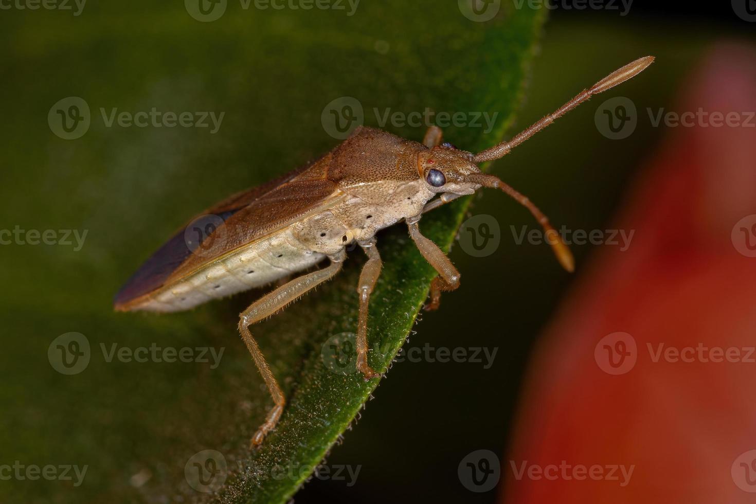 vuxen bladfotad insekt foto