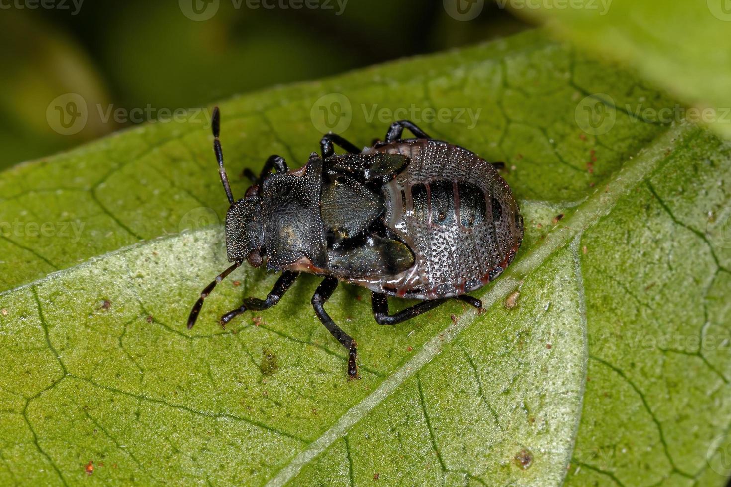 stink bug nymf foto