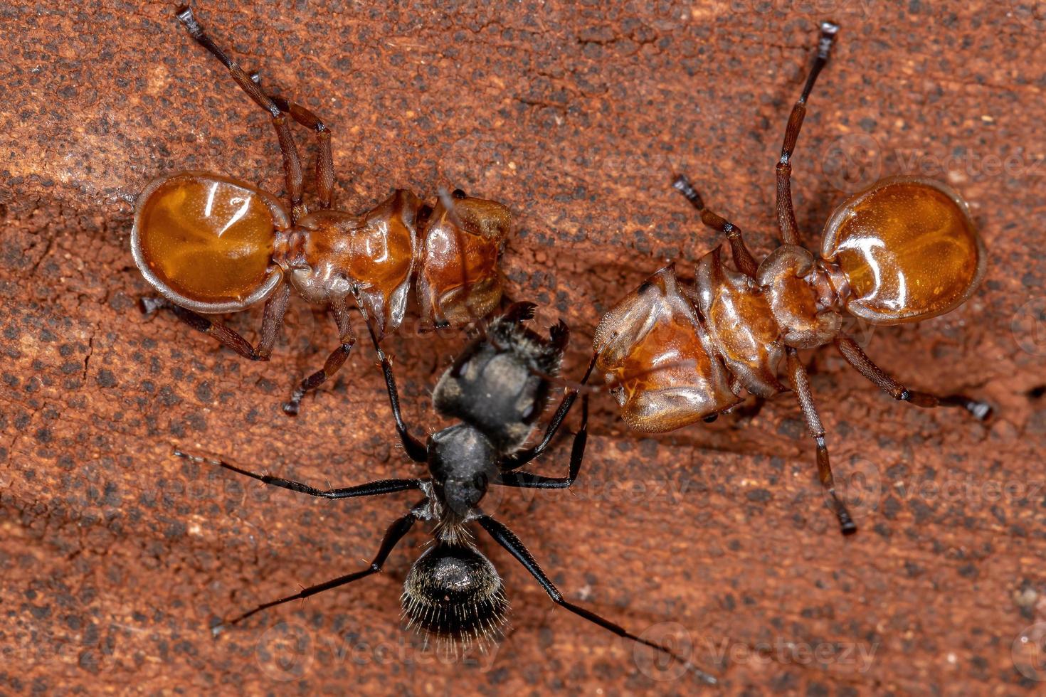 interaktion mellan sköldpaddsmyror snickarmyra foto