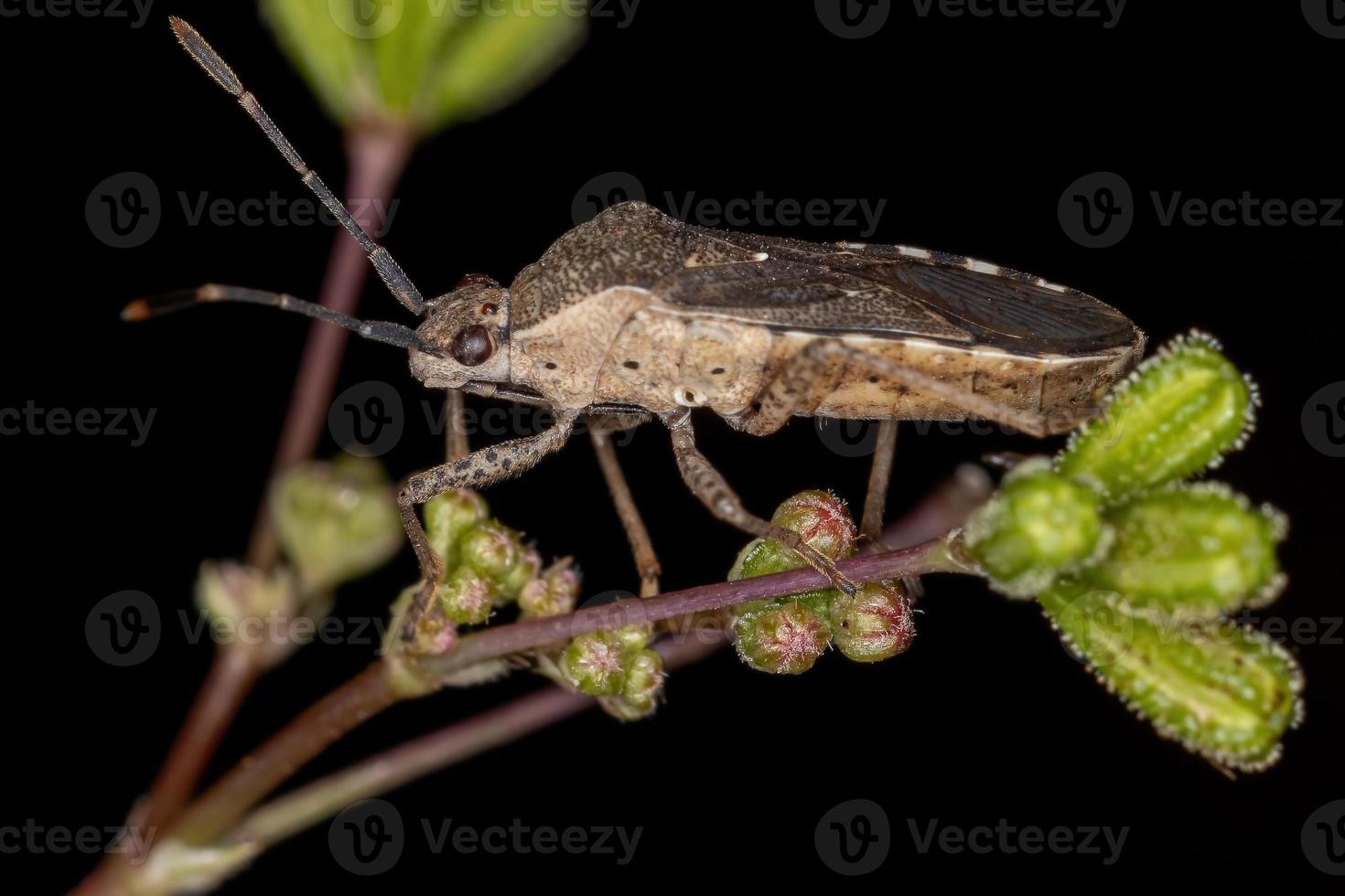 vuxen riktig bugg foto