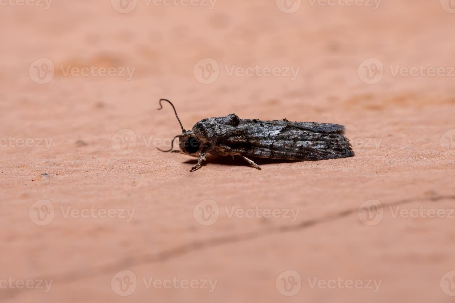 svartoliv larvmot foto